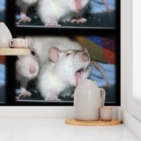 Yawning Fancy Rat, smaller print