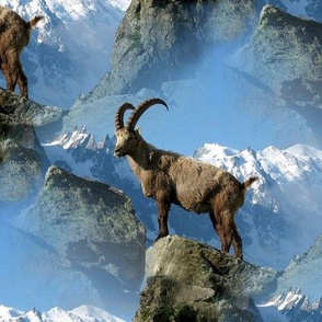 ibex on the rocks