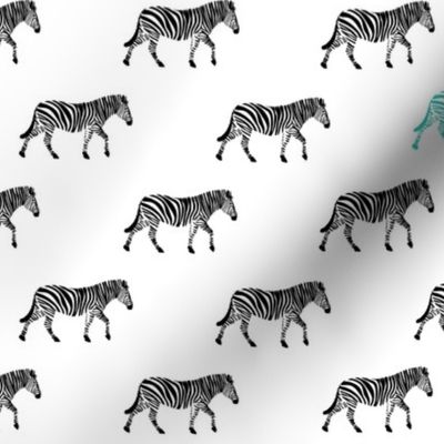 zebra with teal