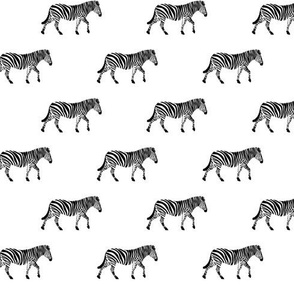 zebras - black and white