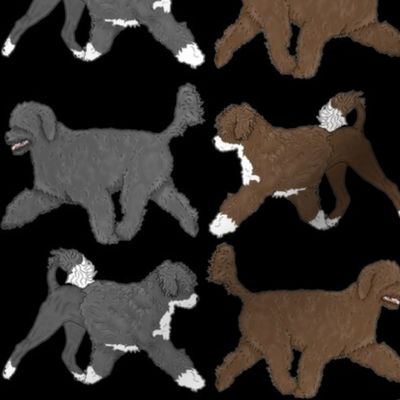 Trotting Portuguese water dog border - black