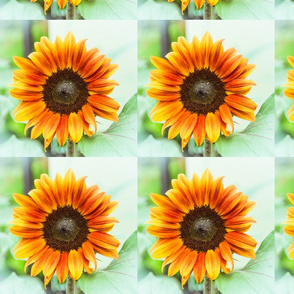 Orange Sunflower Blossom