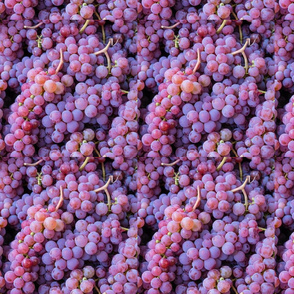 Red Grapes at the Market