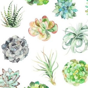 watercolor succulents