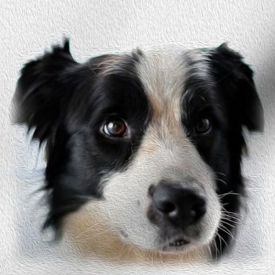 boarder collie - dog - painted