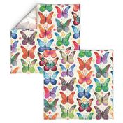 colorful butterflies 