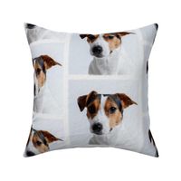 parson russell terrier - painted