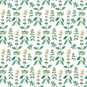 Basil pattern