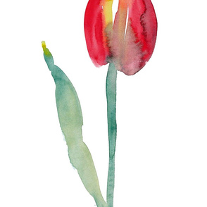 cestlaviv_tulip_no1