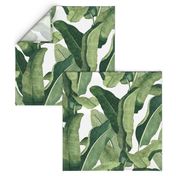 Tropical Leaves