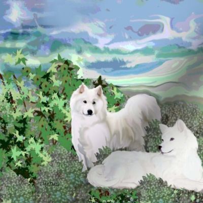 Samoyeds on a summer day