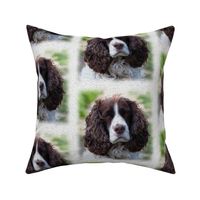 english springer spaniel - painted