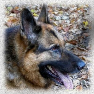 german shepherd - painted