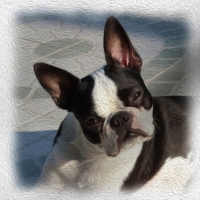 boston terrier - painted