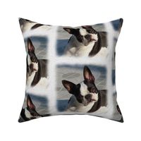 boston terrier - painted