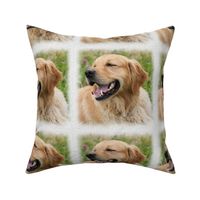 golden retriever - painted