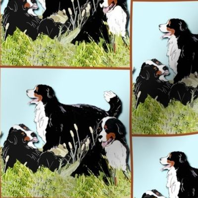 BERNESE MOUNTAIN DOGS IN THE GRASS