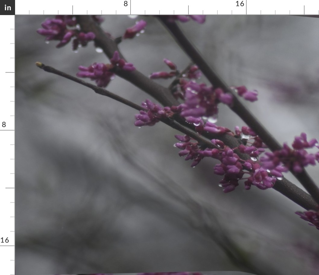 Redbuds in the Rain