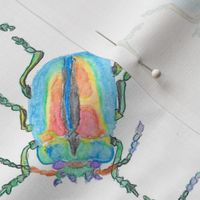 Rainbow Beetle Meetup Watercolor