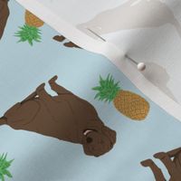 Tiny Chocolate Labrador Retrievers - pineapples