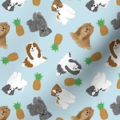 Tiny Shih Tzus - pineapples