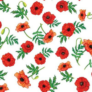 Watercolor Poppies