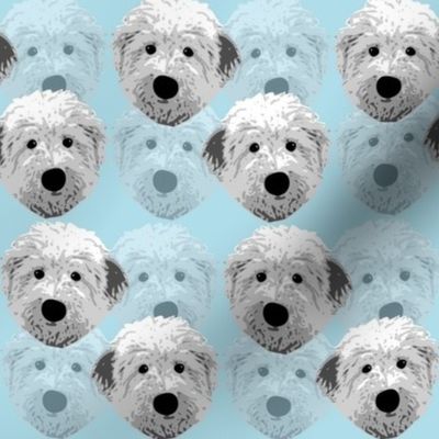 English_sheepdog_1