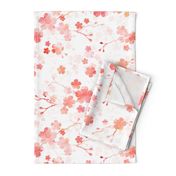 Peach pink cherry blossom on white