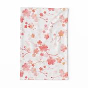 Peach pink cherry blossom on white