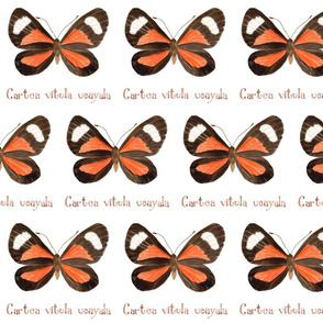 Butterfly - Cartea vitula ucayala