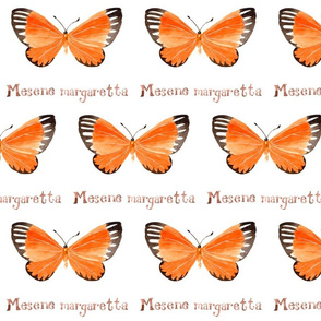 Butterfly - Mesene Margaretta