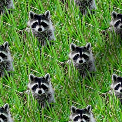 raccoons - painting effect