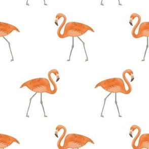 flamingos