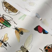 The Usual Suspects - insects on white - medium-small