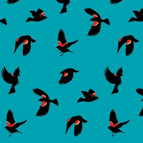 Red-winged Blackbirds - Blue