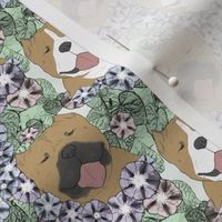 Small Floral American Bully portraits B