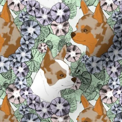Floral Chihuahua portraits red merle