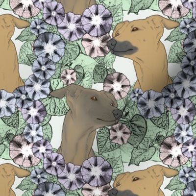 Floral Italian Greyhound portraits B