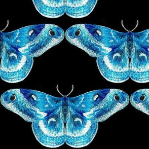 Luminous Blue Mystic Moth with Black Background