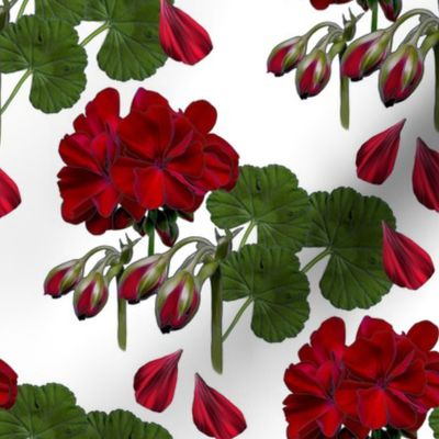 Red_Geranium