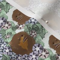 Small Floral Chocolate Pomeranian portraits