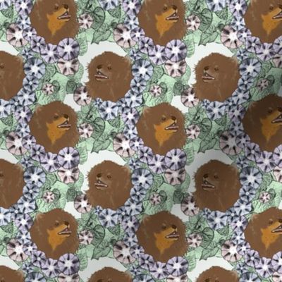 Small Floral Chocolate Pomeranian portraits