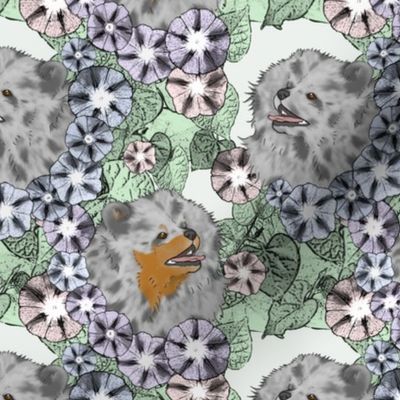 Floral Blue merle Pomeranian portraits