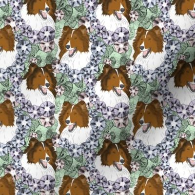 Small Floral Sable Rough Collie portraits