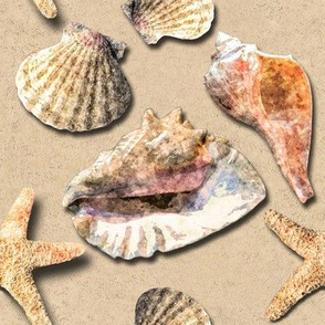 Sea Shells Sand and Shadows