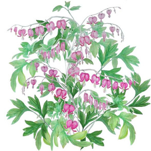 bleeding heart_bush2