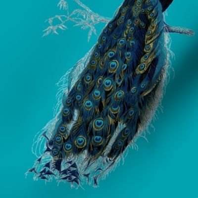 peacock1jpg-ch