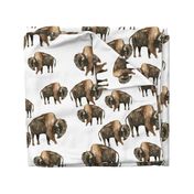 Bison Herd - Larger scale