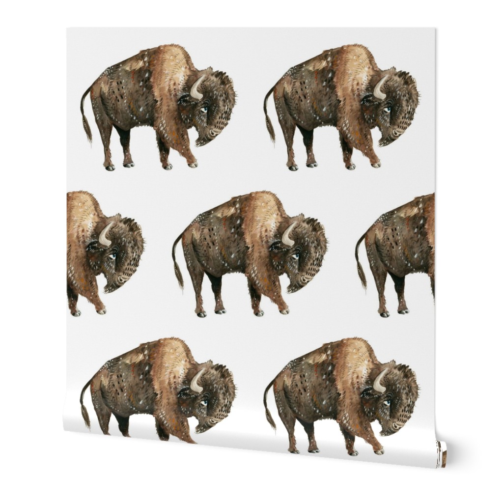 Buffalo on White