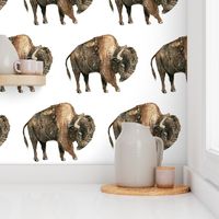 Buffalo on White